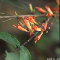 Woodfordia fruticosa (L.) Kurz